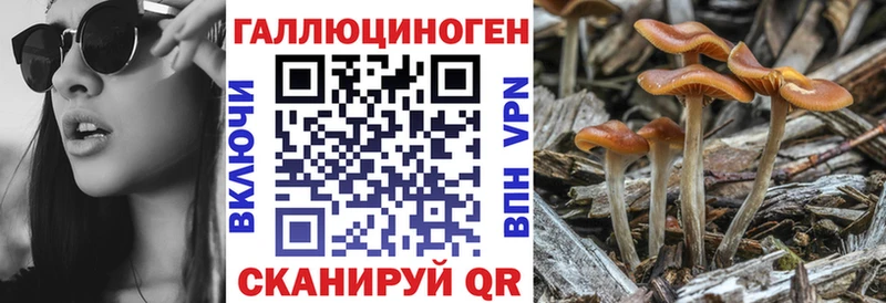 купить закладку  Туймазы  Псилоцибиновые грибы Psilocybine cubensis 